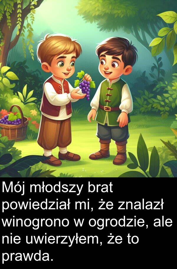 powiedział: Mój młodszy brat powiedział mi, że znalazł winogrono w ogrodzie, ale nie uwierzyłem, że to prawda.