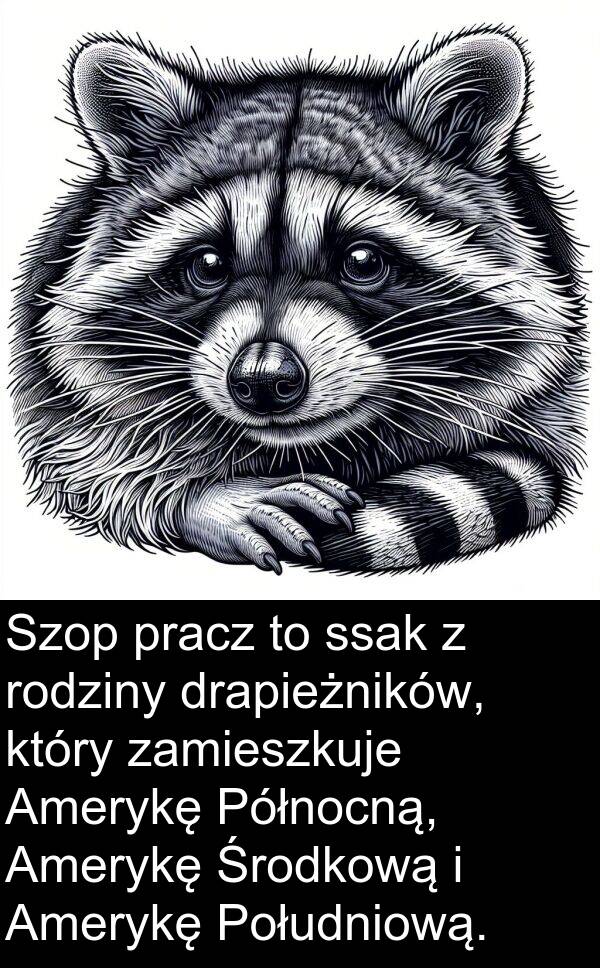 pracz: Szop pracz to ssak z rodziny drapieżników, który zamieszkuje Amerykę Północną, Amerykę Środkową i Amerykę Południową.