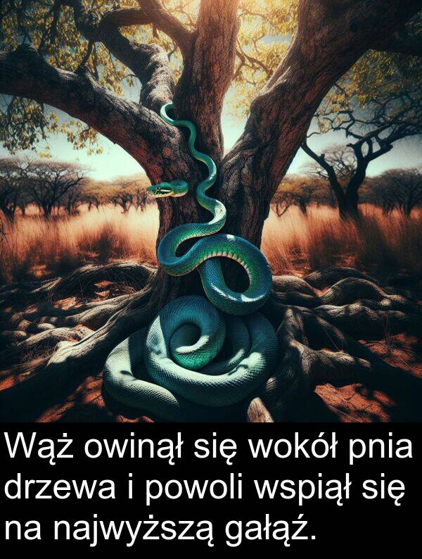 powoli: Wąż owinął się wokół pnia drzewa i powoli wspiął się na najwyższą gałąź.