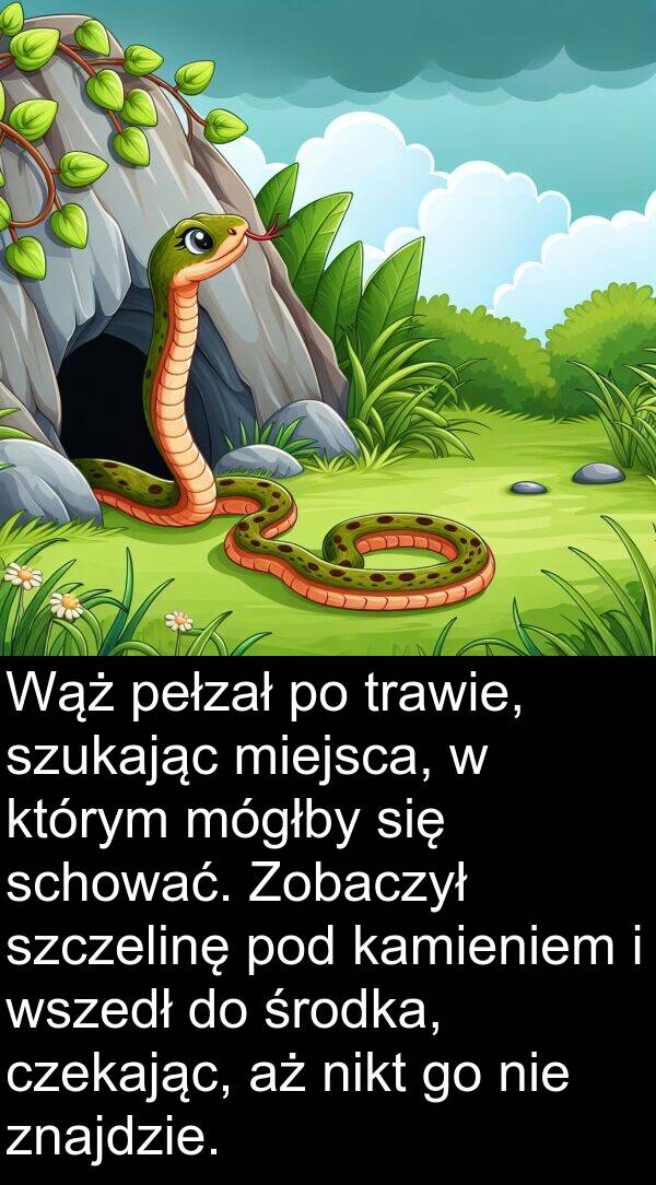 znajdzie: Wąż pełzał po trawie, szukając miejsca, w którym mógłby się schować. Zobaczył szczelinę pod kamieniem i wszedł do środka, czekając, aż nikt go nie znajdzie.