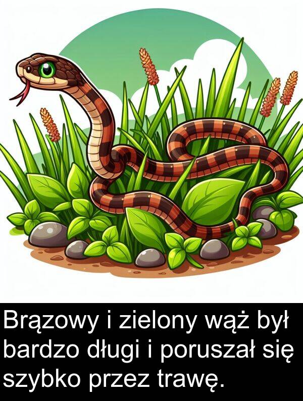 zielony: Brązowy i zielony wąż był bardzo długi i poruszał się szybko przez trawę.