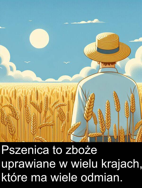 zboże: Pszenica to zboże uprawiane w wielu krajach, które ma wiele odmian.