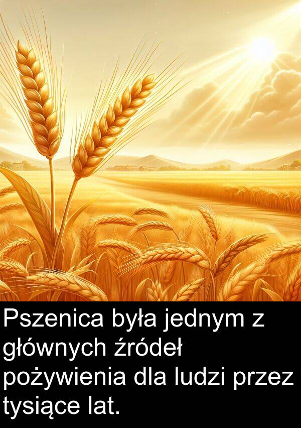 pożywienia: Pszenica była jednym z głównych źródeł pożywienia dla ludzi przez tysiące lat.