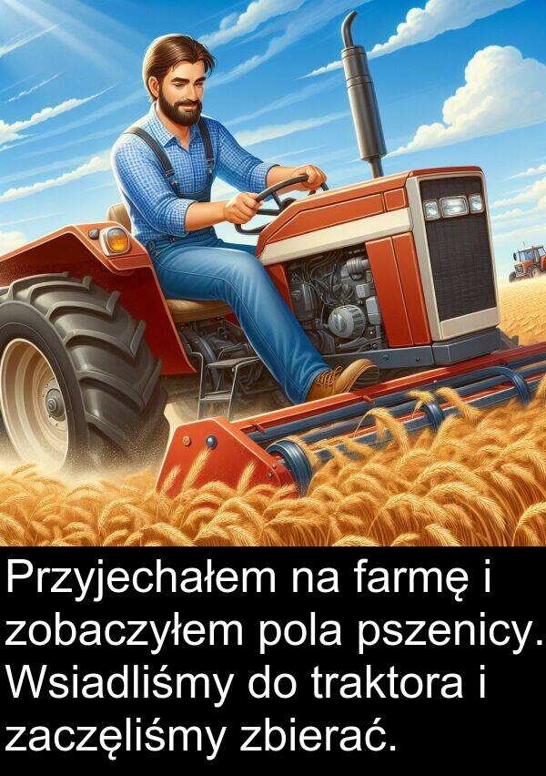 zaczęliśmy: Przyjechałem na farmę i zobaczyłem pola pszenicy. Wsiadliśmy do traktora i zaczęliśmy zbierać.