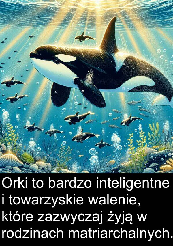 zazwyczaj: Orki to bardzo inteligentne i towarzyskie walenie, które zazwyczaj żyją w rodzinach matriarchalnych.