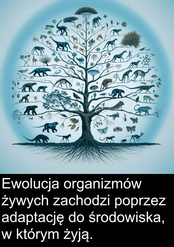 żyją: Ewolucja organizmów żywych zachodzi poprzez adaptację do środowiska, w którym żyją.