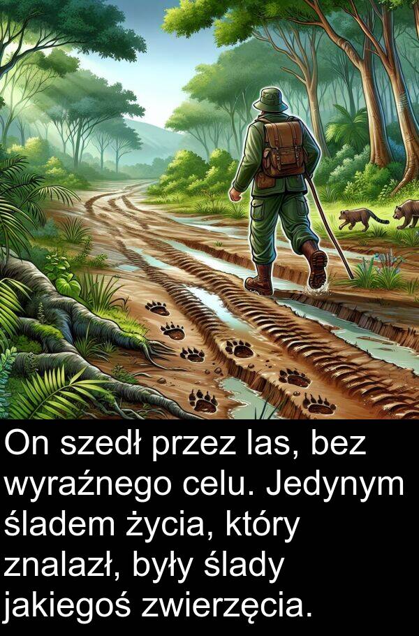 zwierzęcia: On szedł przez las, bez wyraźnego celu. Jedynym śladem życia, który znalazł, były ślady jakiegoś zwierzęcia.