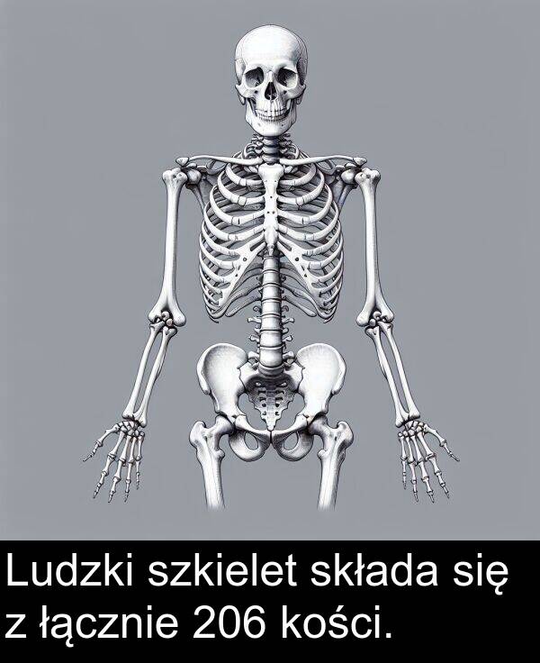 szkielet: Ludzki szkielet składa się z łącznie 206 kości.