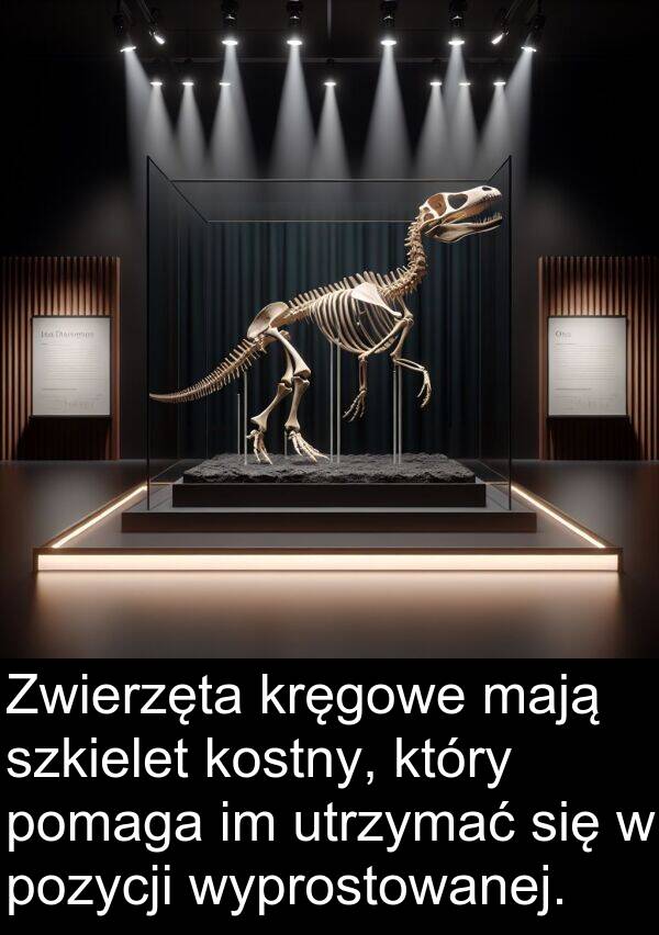 pozycji: Zwierzęta kręgowe mają szkielet kostny, który pomaga im utrzymać się w pozycji wyprostowanej.