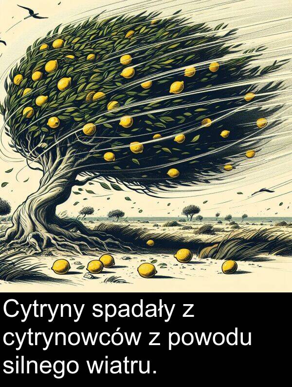 powodu: Cytryny spadały z cytrynowców z powodu silnego wiatru.