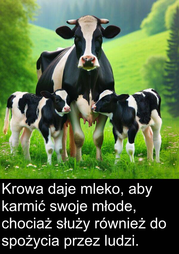 młode: Krowa daje mleko, aby karmić swoje młode, chociaż służy również do spożycia przez ludzi.