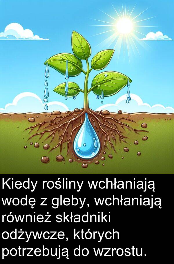 wchłaniają: Kiedy rośliny wchłaniają wodę z gleby, wchłaniają również składniki odżywcze, których potrzebują do wzrostu.