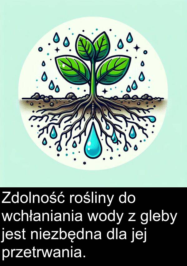 wchłaniania: Zdolność rośliny do wchłaniania wody z gleby jest niezbędna dla jej przetrwania.