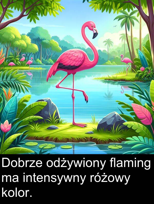 odżywiony: Dobrze odżywiony flaming ma intensywny różowy kolor.
