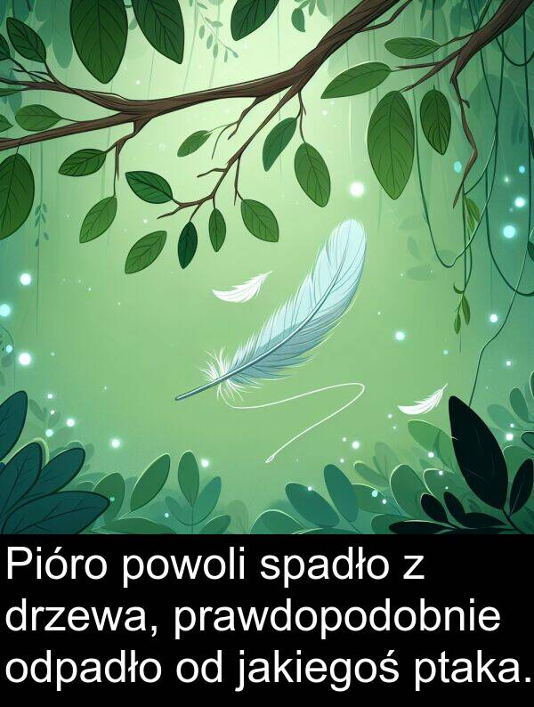 prawdopodobnie: Pióro powoli spadło z drzewa, prawdopodobnie odpadło od jakiegoś ptaka.