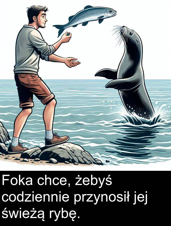 przynosił: Foka chce, żebyś codziennie przynosił jej świeżą rybę.