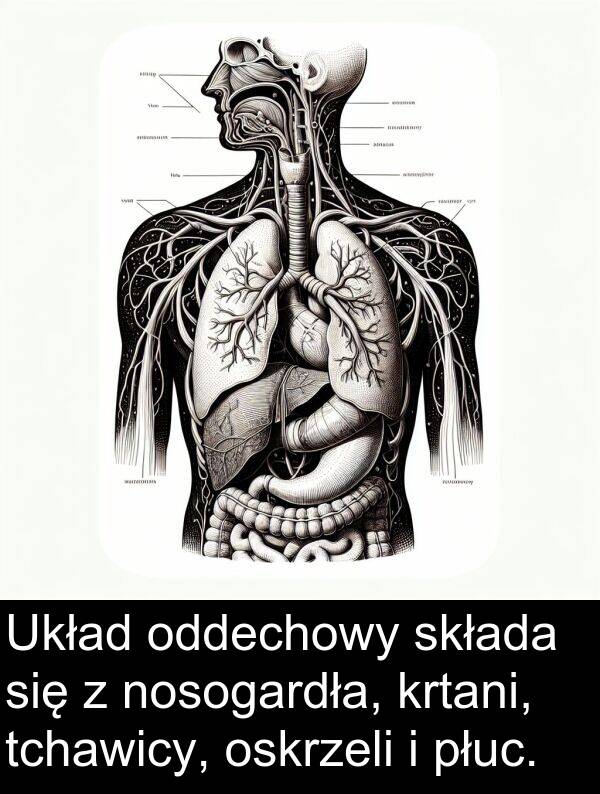 płuc: Układ oddechowy składa się z nosogardła, krtani, tchawicy, oskrzeli i płuc.