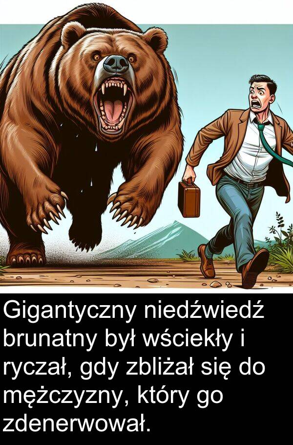zbliżał: Gigantyczny niedźwiedź brunatny był wściekły i ryczał, gdy zbliżał się do mężczyzny, który go zdenerwował.