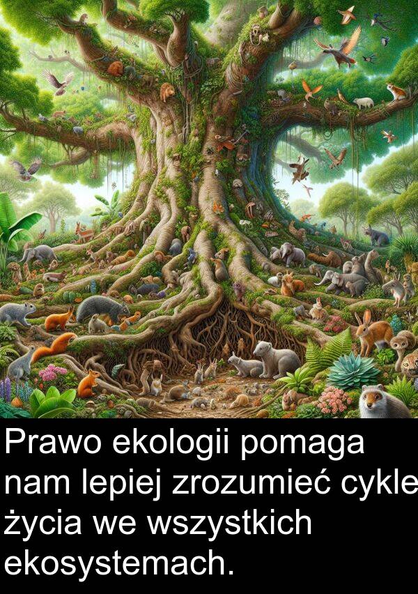 zrozumieć: Prawo ekologii pomaga nam lepiej zrozumieć cykle życia we wszystkich ekosystemach.