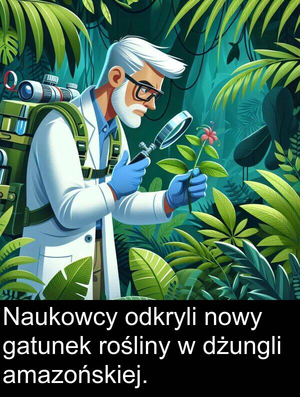 amazońskiej: Naukowcy odkryli nowy gatunek rośliny w dżungli amazońskiej.