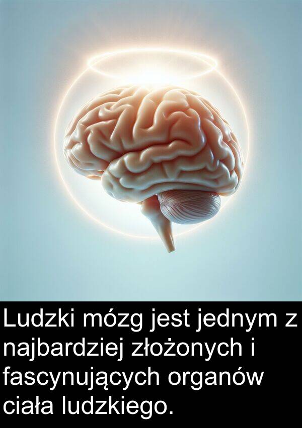 organów: Ludzki mózg jest jednym z najbardziej złożonych i fascynujących organów ciała ludzkiego.