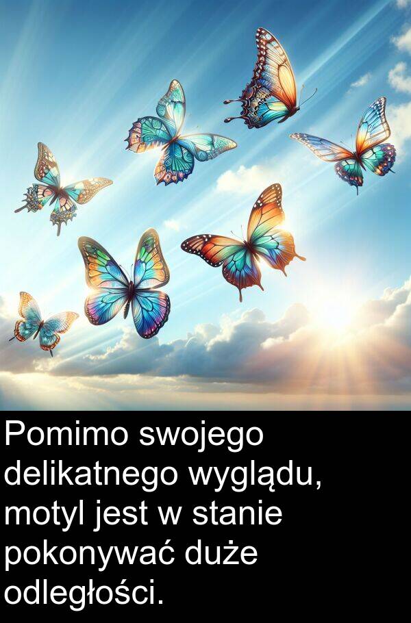 wyglądu: Pomimo swojego delikatnego wyglądu, motyl jest w stanie pokonywać duże odległości.