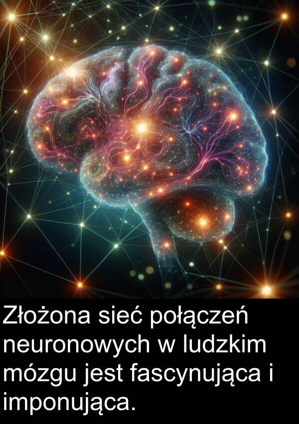 połączeń: Złożona sieć połączeń neuronowych w ludzkim mózgu jest fascynująca i imponująca.
