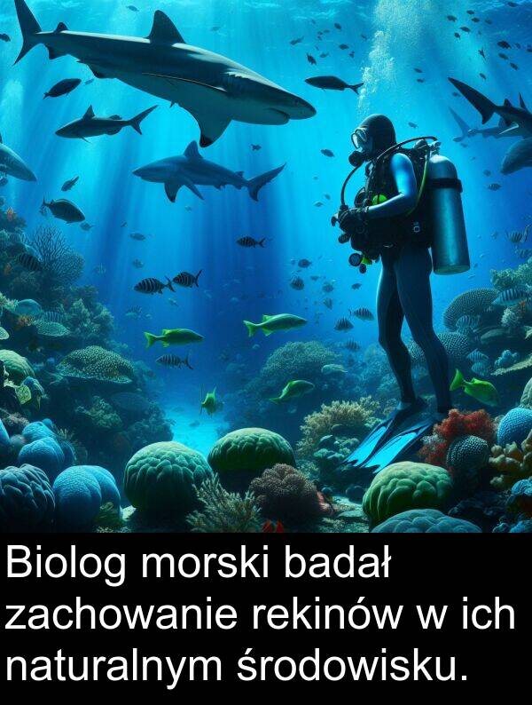 środowisku: Biolog morski badał zachowanie rekinów w ich naturalnym środowisku.