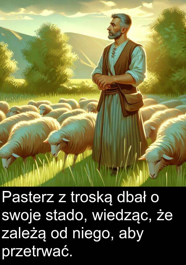 wiedząc: Pasterz z troską dbał o swoje stado, wiedząc, że zależą od niego, aby przetrwać.