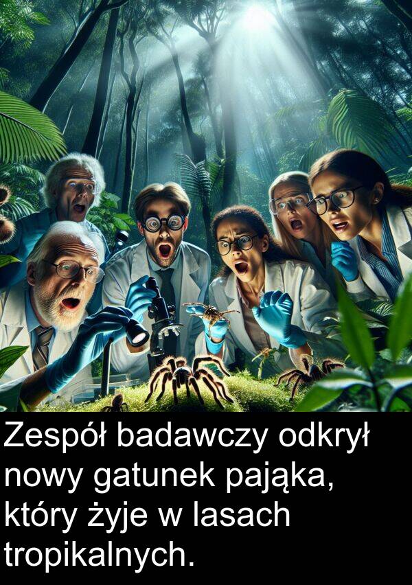 żyje: Zespół badawczy odkrył nowy gatunek pająka, który żyje w lasach tropikalnych.