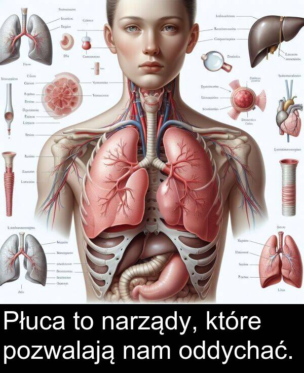 pozwalają: Płuca to narządy, które pozwalają nam oddychać.