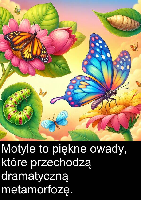 piękne: Motyle to piękne owady, które przechodzą dramatyczną metamorfozę.