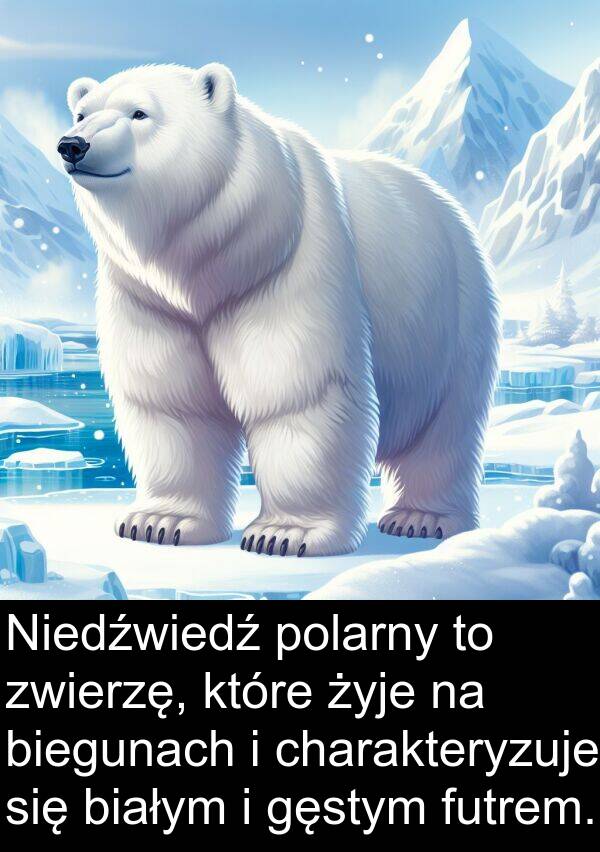 zwierzę: Niedźwiedź polarny to zwierzę, które żyje na biegunach i charakteryzuje się białym i gęstym futrem.