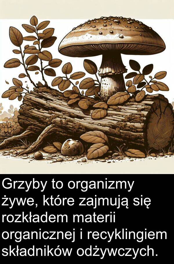 żywe: Grzyby to organizmy żywe, które zajmują się rozkładem materii organicznej i recyklingiem składników odżywczych.