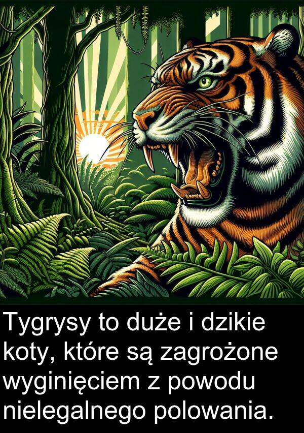 zagrożone: Tygrysy to duże i dzikie koty, które są zagrożone wyginięciem z powodu nielegalnego polowania.