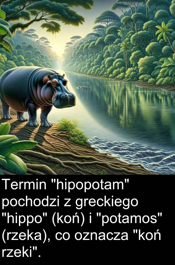 rzeki: Termin "hipopotam" pochodzi z greckiego "hippo" (koń) i "potamos" (rzeka), co oznacza "koń rzeki".