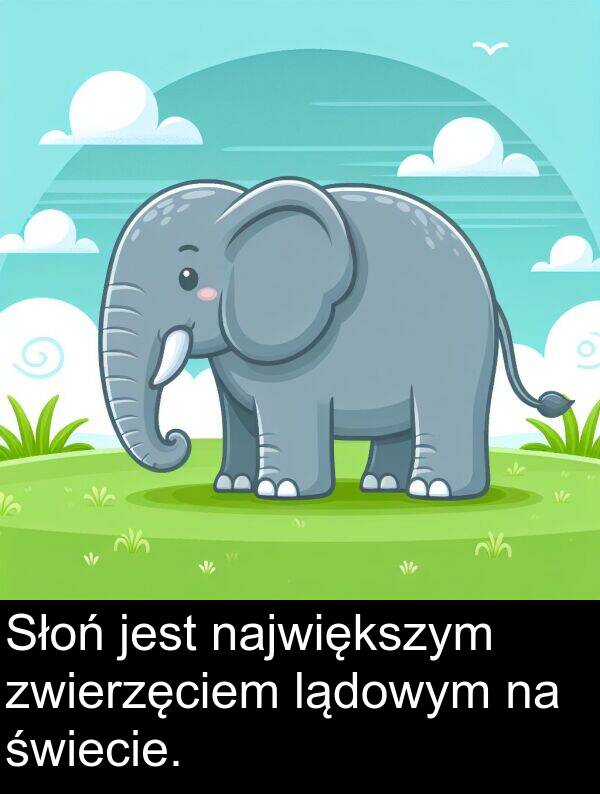 lądowym: Słoń jest największym zwierzęciem lądowym na świecie.