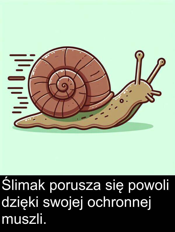 powoli: Ślimak porusza się powoli dzięki swojej ochronnej muszli.