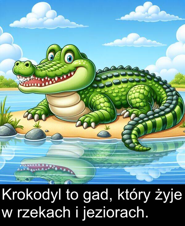 żyje: Krokodyl to gad, który żyje w rzekach i jeziorach.