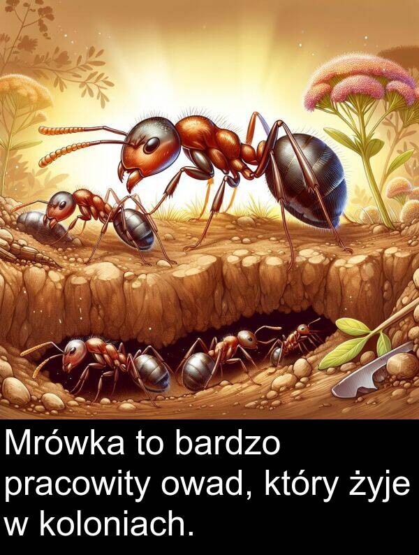 pracowity: Mrówka to bardzo pracowity owad, który żyje w koloniach.