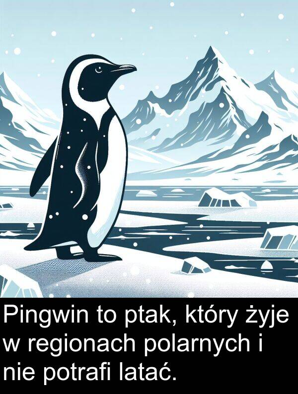 żyje: Pingwin to ptak, który żyje w regionach polarnych i nie potrafi latać.