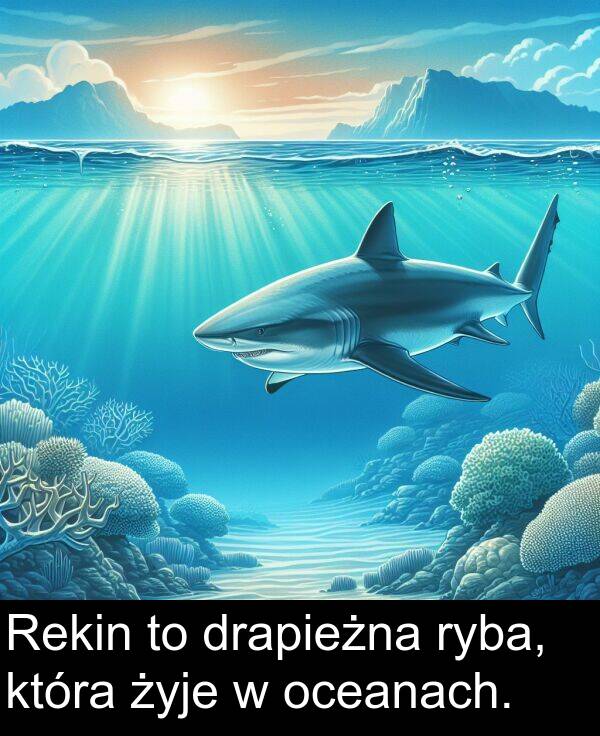 żyje: Rekin to drapieżna ryba, która żyje w oceanach.