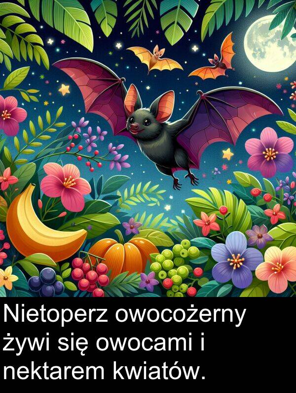 żywi: Nietoperz owocożerny żywi się owocami i nektarem kwiatów.