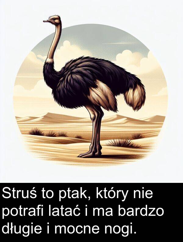 latać: Struś to ptak, który nie potrafi latać i ma bardzo długie i mocne nogi.