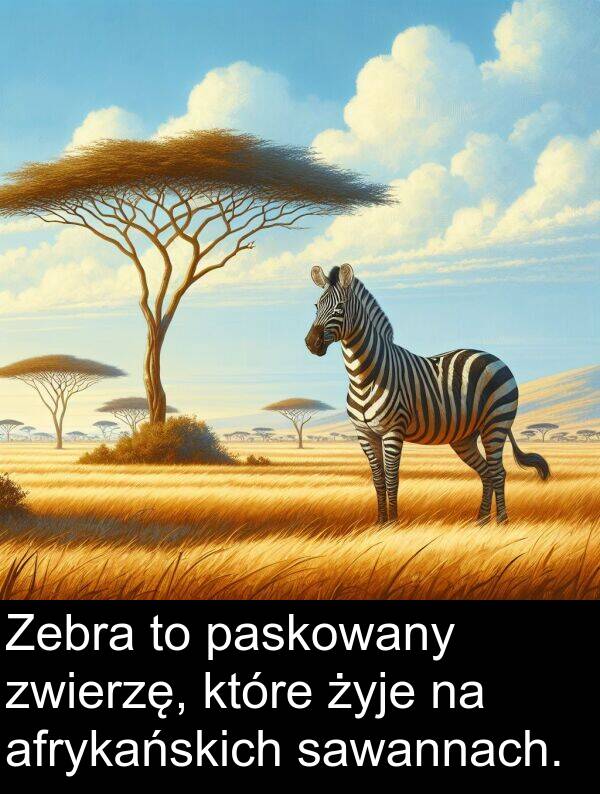 zwierzę: Zebra to paskowany zwierzę, które żyje na afrykańskich sawannach.
