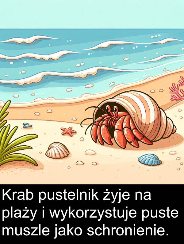 puste: Krab pustelnik żyje na plaży i wykorzystuje puste muszle jako schronienie.