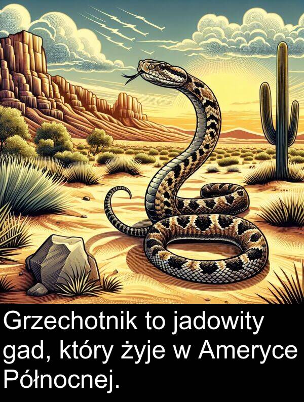 żyje: Grzechotnik to jadowity gad, który żyje w Ameryce Północnej.
