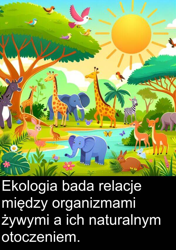 żywymi: Ekologia bada relacje między organizmami żywymi a ich naturalnym otoczeniem.
