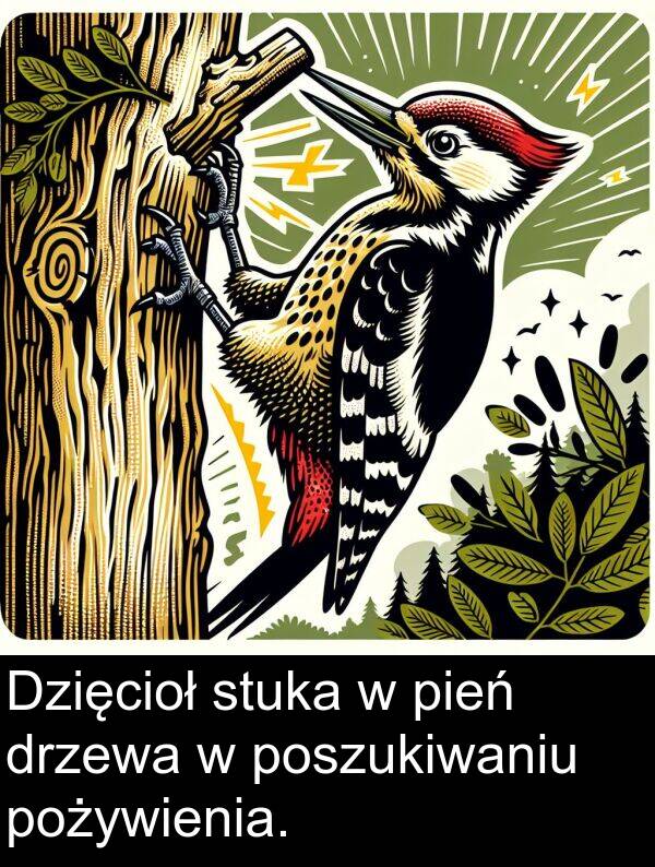 pień: Dzięcioł stuka w pień drzewa w poszukiwaniu pożywienia.