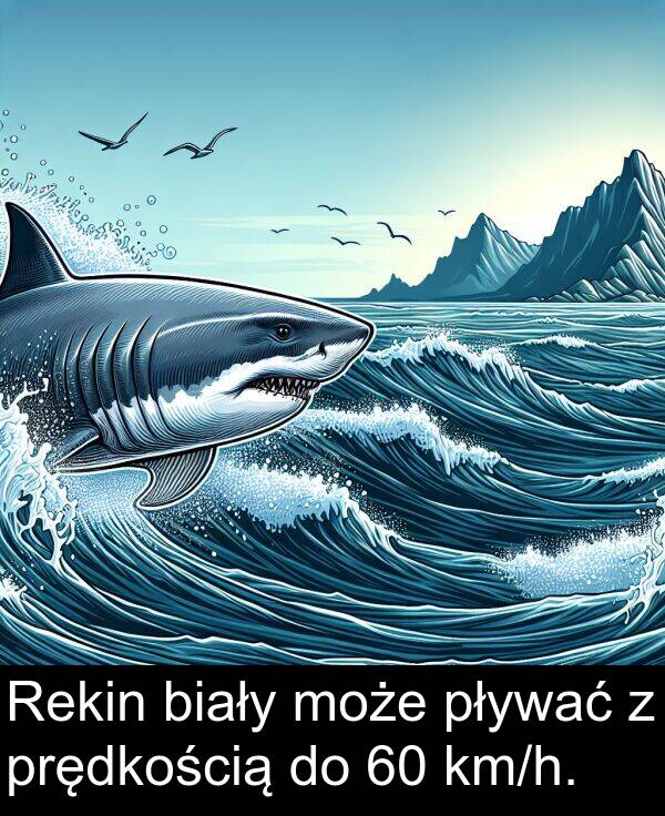 prędkością: Rekin biały może pływać z prędkością do 60 km/h.